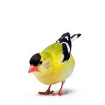 Waterford Press Wildlife Identification Guide Book-0